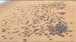 'Record-breaking' nest of baby sea turtles released into the sea by Indian conservationists