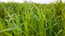 A field grass shaking in the wind and air This video is about grass, trees, plants, field, wind, air, greenery, and nature.