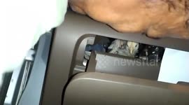 Missing chick rescued after found stuck in car dashboard