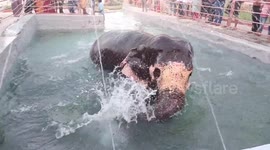 A temple elephant  in South India celebrated its birthday happily with a big feast and wishes from its human pals.
