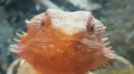 Gecko Lizard is bright orange and has good camouflage to hide in leafs