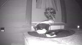 Our neighborhood skunk has no table manners