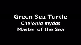 Flight of the Sea Turtle is a 1.5 minute natural history film of the endangered Green Sea Turtle (Chelonia mydas) with narration and music. Filmed in the Philippines, the turtle can be seen swimming and eating.