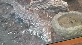 Large Monitor Lizard was sleeping in its enclosure and keeping warm