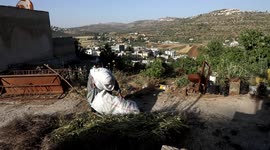 Palestinian woman Latifa Al-Nubani, 86, harvests wheat to prepare Freekeh