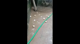 The man collected thousands of duck eggs on the farm overnight