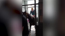 Man rides a horse into a UK pub - sending him and his pint flying