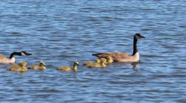 Geese and Goslings out for a morning swim on Lake Superior in Ashland
