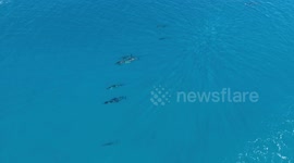 Drone shot of dolphin pod with young swimming in lagoon of Moorea, French Polynesia