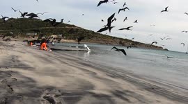 Fisherman caught cutting off fins of sharks in action while walking on the beach in Mexico!