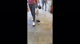 Cat unbothered by market traffic at Baghdad's Sarai Market in the capital's old quarter.