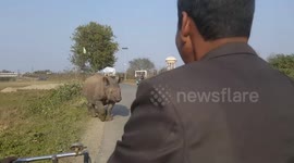 Sudden Encounter with wild Rhino near Chitwan National Park, Nepal