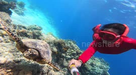 Beautiful moment sea turtle swims alongside snorkeler in crystal clear sea