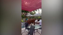 Escaped cows go for a dip in hotel swimming pool in Costa Rica
