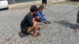 Wild monitor lizard breaks into apartment and hides inside resident's car engine