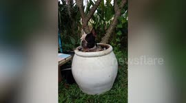 Adorable pet French Bulldog soaks in jar to cool off as temperatures soar to 34C in Thailand