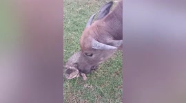 Farmyard buffalo has adorable friendship with pet cat