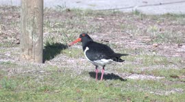 Pied Oystercatchers watch the sky for danger, eat a worm then fly away