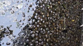 Thousands of snails emerge from the water due to the hot weather in northern Vietnam