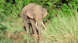 Lonely elephant in 'musth' looks for love in Sri Lanka