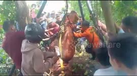 Rescuers dramatically save enormous cow from 15-meter-deep well in Indonesia