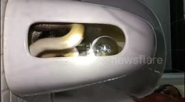 Deadly king cobra found hiding under family's bathroom sink