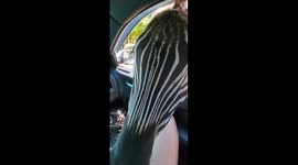 'Hungry Zebras at a safari zoo show how to skip formalities like a pro '