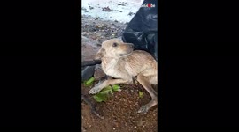 Woman rescues homeless dog from torrential rain in Venezuela