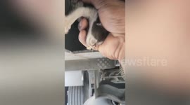 Driver finds three kittens hidden in truck's chassis