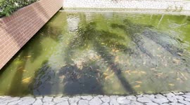 Koi carp feeding frenzy in canal in Thailand