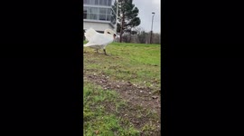 A natural random videos of swans in the university of Stirling, which are enjoying the weather