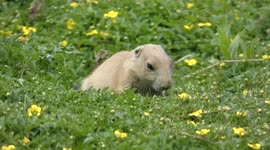 Watch these adorable Prairie Dog Pups enjoy the afternoon sunshine.