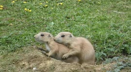 Watch these two adorable Prairie Dog Pups enjoying a little play on a gorgeous sunny day.