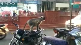Monkey business: Wild primate attacks dozens and wreaks havoc in Indian city