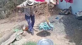 Rescuers save king cobra from 70-foot well in central India