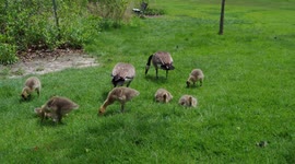 Several cute Canada Goose goslings eating grass in park with adult geese nearby.