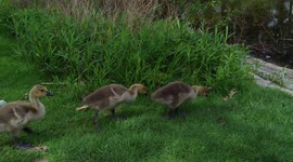 Several cute Canada Goose goslings following adult goose to water.