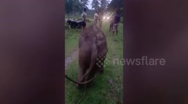 Rescuers haul baby elephant from hole and reunite it with herd