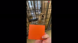 Joyous moment US shelter worker tells adorable dog she is about to be adopted