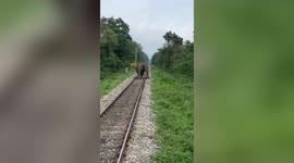 Alert pilots pull brakes to save elephant as it strays into tracks in eastern India