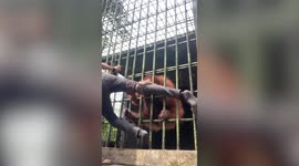 Idiotic zoo visitor attacked by ORANGUTAN after jumping over fence to taunt the animal 'for a video'
