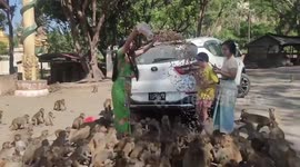 Wild monkeys crowd around woman feeding them for her birthday