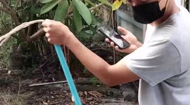 Aggressive monitor lizard stuck in stone wall freed by reptile handlers
