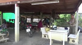 Three loyal pet cats help catch cobra that slithered into owner's home