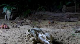 Dozens of 'sociable' hermit crabs meet and greet each other on beach