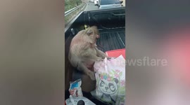 Wild monkey makes thorough car inspection at 'checkpoint' in Thailand