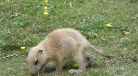 Adorable baby prairie dogs enjoy afternoon sunshine at UK zoo