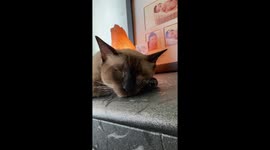 A sleeping siamese cat with its eyes looking like a zombie.