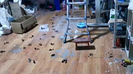Woman finds Shanghai office covered in cat poo after returning following 2-month lockdown