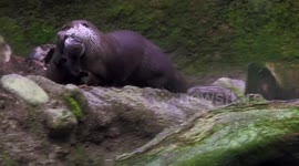 Adorable video shows mama otter teaching baby otter how to swim